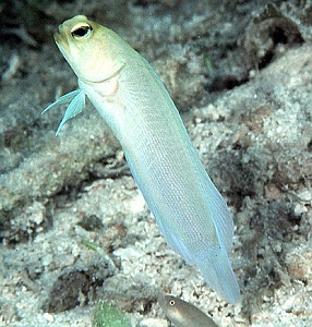 OPISTOGNATHUS AURIFRONS